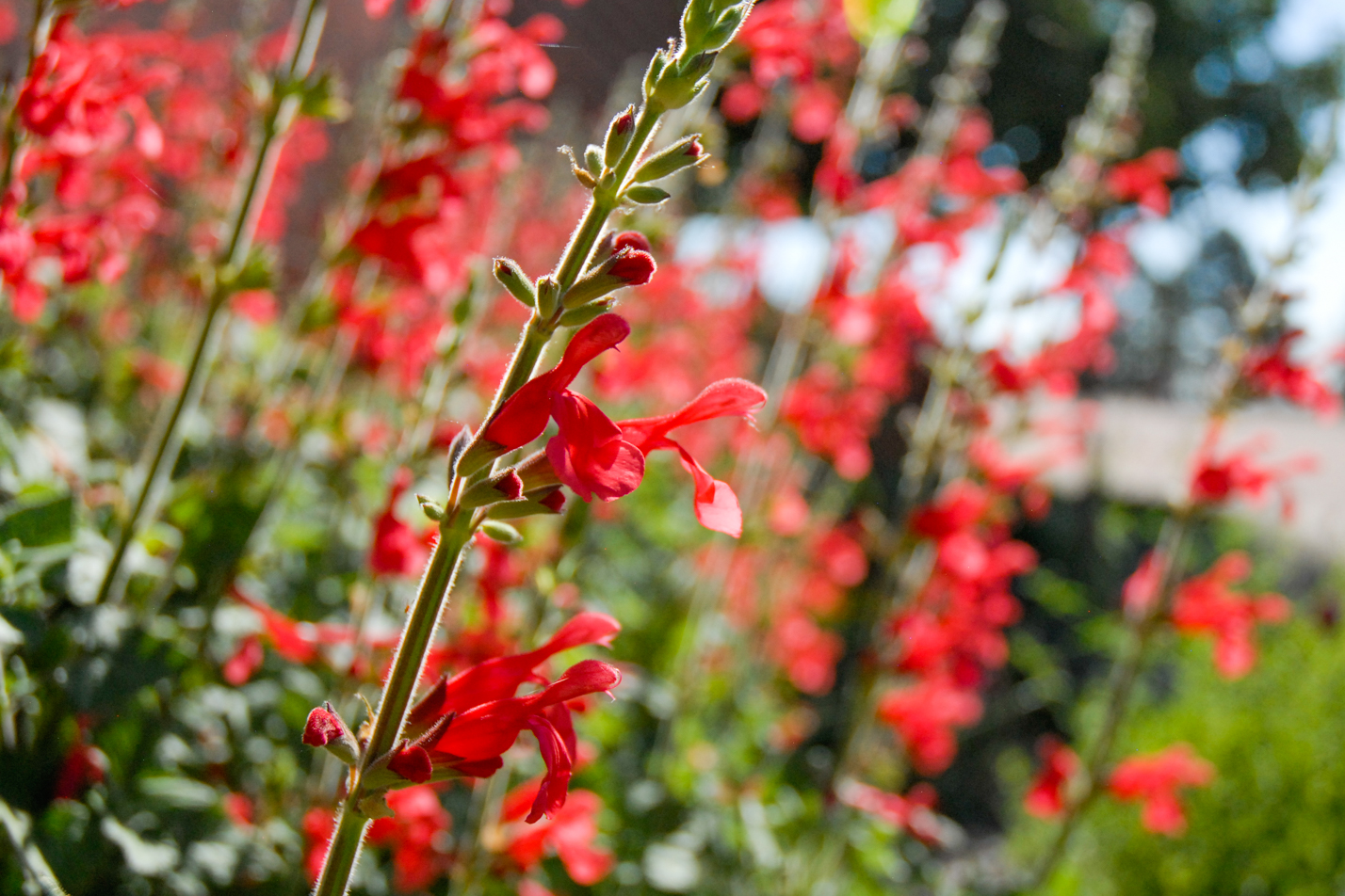 Vermillion Bluffs Mexican Sage